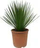 Lilia palmowa Yucca Rostrata - doniczka 24 cm, wysoko?? 60 Podgląd zdjęcia produktu 1