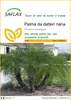 SAFLAX  - Palma da datteri nana - 25 semi - Phoenix Anteprima dell’immagine prodotto 1