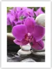 Poster - Poster ohne Rahmen - Orchidee Bambus Dekoration Produktbild-Vorschau 1