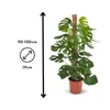 Monstera deliciosa - plante trouée avec tuteur - Voir les images du produit 3