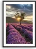 Gerahmtes Poster - Schwarzer Rahmen - Lavendel Berge Feld - Produktbild-Vorschau 1