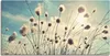 ARTland Leinwandbild Wollgras Größe: 150x75 cm Produktbild-Vorschau 1