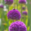 Czosnek - 80 szt - Allium - Cebulki kwiatowe - Wielobarwny Podgląd zdjęcia produktu 4