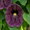 x1 Aristolochia Macrophylla P17 H80 Produktbild-Vorschau 1