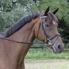 Covalliero Gurtzügel schwarz Full Produktbild-Vorschau 3