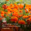 Monte Nativo Ringelblumen Kräutertee lose 300 g Produktbild-Vorschau 5