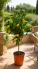 Yuzu-citroen als kleine plant, ongeveer 50 cm hoog – Citrus Productafbeelding-voorbeeld 1