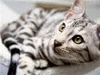 CALVENDO Puzzle Bengal Katerchen Bethari Zenon | 2000 Teile Produktbild-Vorschau 3