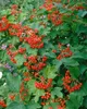 Viburnum opulus, Gewöhnlicher Schneeball, 40–60 cm, weiße Produktbild-Vorschau 12
