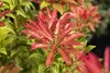Pieris japonica 'Forest Flame', Japanische Lavendelheide, Produktbild-Vorschau 3