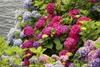 Blumenerde COMPLETE - 5l - Universell - Hochwertig - Ideal Produktbild-Vorschau 5