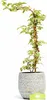 Hydrangea anomala petiolaris 'Silver Lining' Produktbild-Vorschau 1