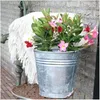 Dipladenia, rot - 6 Pflanzen Produktbild-Vorschau 2
