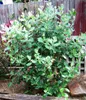 Ananasguave (Feijoa sellowiana)  - 20 Samen Produktbild-Vorschau 2