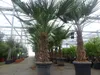 2 Stück im Palmenset Trachycarpus fortunei dicke Stämme 200 Produktbild-Vorschau 7