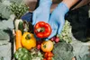 Hands in blue gloves holding a red bell pepper over a crate of fresh vegetables. Produktbild-Vorschau