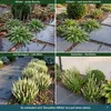 Stauden Gänge 10 x Salvia nemorosa 'Sensation White®' im 1 Produktbild-Vorschau 6
