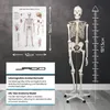 Jago® Menschliches Anatomie Skelett 181.5 cm - inkl. Produktbild-Vorschau 14