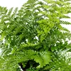 Asplenium dimorphum Parvati – Speciální odrůdy pokojových Náhled obrázku produktu 4
