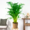 Dypsis Lutescens - Goldfruchtpalme - Areca Palme - Produktbild-Vorschau 4