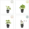 Couvre-sol - Geranium nodosum - Pot de 9cm - Set de 20 Voir les images du produit 3