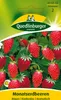 Monatserdbeere, Rügen Produktbild-Vorschau 1