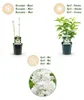 Green boutiQ - Plante de jardin - Syringa vulgaris mme Voir les images du produit 4