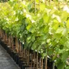 A row of potted grapevines with green leaves and wooden stakes. Produktbild-Vorschau