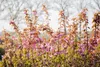 Prunus serrulata 'Kanzan', Japanische Blütenkirsche, rosa, Produktbild-Vorschau 2