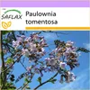 SAFLAX - zvonek strom - Paulownia tomentosa - 200 Semena Náhled obrázku produktu 9