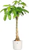 elho b.for Soft Rund 16cm Übertopf - weiss Produktbild-Vorschau 8