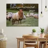 Coburger Fuchsschaf (Wandkalender 2027 DIN A2 quer), Produktbild-Vorschau 3