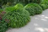 A row of ornamental grasses planted along a sandy path in a garden setting. Produktbild-Vorschau