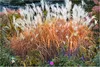 Stauden Gänge 1 x Miscanthus sinensis 'Purpurascens' im XXL Produktbild-Vorschau 1