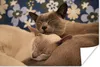 MuchoWow® Poster Zwei verschmuste burmesische Katzen 30x20 Produktbild-Vorschau 1