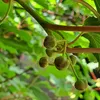 Aktinidia Issai ostrolistna obupłciowa 2L Podgląd zdjęcia produktu 6
