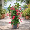 Mandevilla Dipladenia - Trichterblüte - Pyramidenform - Produktbild-Vorschau 3