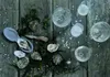 Oysters and champagne on a rustic wooden table. Voir les images du produit