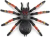 Robo Alive - Obrovská tarantula Náhľad obrázku produktu 7