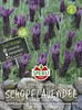 SPERLI Schopflavendelsamen Kronjuwel Lavandula stoechas 45 Produktbild-Vorschau 4