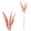 Pampasgras 12er Set 4 Farben Dekogras H90-100cm Produktbild-Vorschau 6