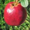 A close-up of a red apple hanging from a branch, with green foliage in the background. Produktbild-Vorschau