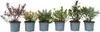 Hebe tłustolistna - 6 szt - Hebe pinguifolia - Wysokość Podgląd zdjęcia produktu 1