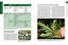 Waldtracht von Fichte und Tanne Produktbild-Vorschau 6