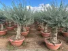 Sunny Tree - Olea Europea - Olivier résistant à l'hiver - Voir les images du produit 4