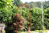 GardenAndPools Arco di rose Parigi rotondo L-2,00 m Pergola Anteprima dell’immagine prodotto 10