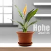 BigDean 4 Stück Blumentopf mit Untersetzer rund ø 20 cm Produktbild-Vorschau 2