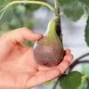 Bloomique - Ficus Carica Brown Turkey - Feigenbaum - Produktbild-Vorschau 4