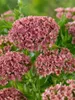 Lychnis chalcedonica, Burning Love, jasnoczerwona, doniczka Podgląd zdjęcia produktu 5