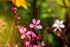 Gaura lindheimerii 'Cherry Brandy', Prachtkerze, rosa, ca. Produktbild-Vorschau 2